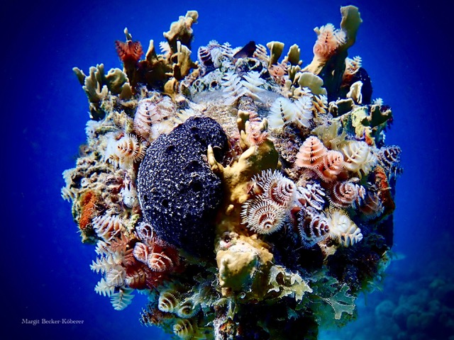 Die Schönheit der Meereswelt und das Leiden der Ozeane