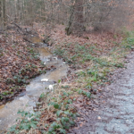 Aus dem Graben zurück in den Wald zur Versickerung