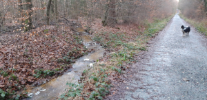 Aus dem Graben zurück in den Wald zur Versickerung