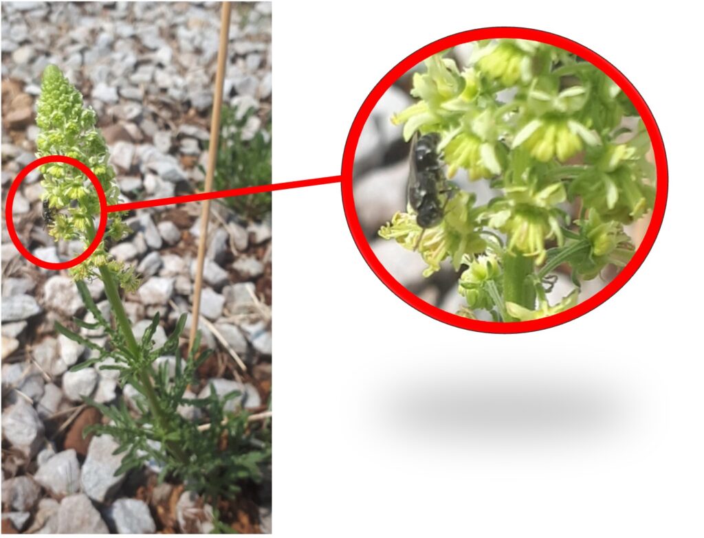 „Tiere gepflanzt“: Die von uns gepflanzten Reseden lockten in kürzester Zeit die spezialisierte Reseden-Maskenbiene herbei…