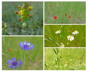 Die Aussaat im ersten Frühjahr ist noch zaghaft. Ihr volles Potential entwickeln die Pflanzen erst ab dem 2. Jahr.